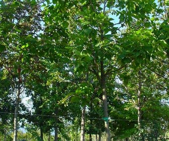 Trompetenbaum (Catalpa bignonioides)