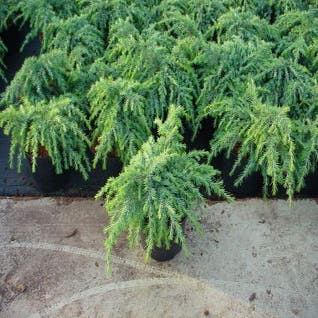 Cedrus deodara 'Feelin' Blue'