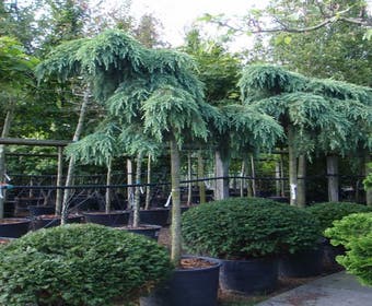 Zeder als Baum (Cedrus deodara 'Feelin Blue')