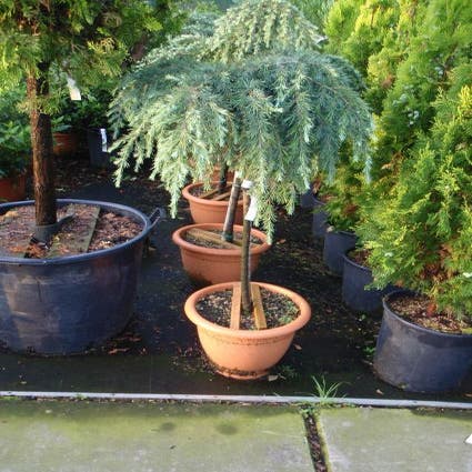 Cedrus deodora 'Feelin Blue' halfstam