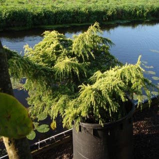 Cedrus deodora 'Golden Horizon'