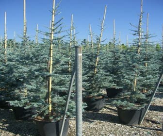 Atlas-Zeder (Cedrus libani 'Glauca')