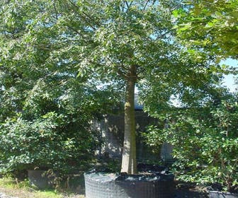 Nettelbaum (Celtis australlis)