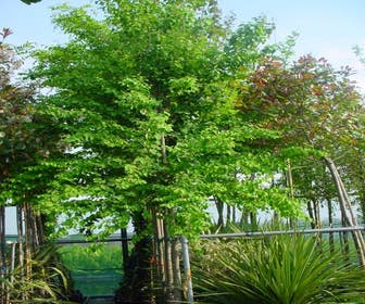 Katsura als Baum (Cercidiphyllum japonicum)