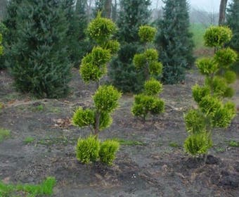 Scheinzypresse als Bonsai (Chamaecyparis lawsoniana 'Ivonne')