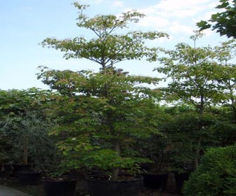 Riesen-Hartriegel (Cornus controversa)