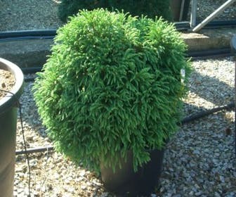 Sicheltanne (Cryptomeria japonica 'Globosa Nana')