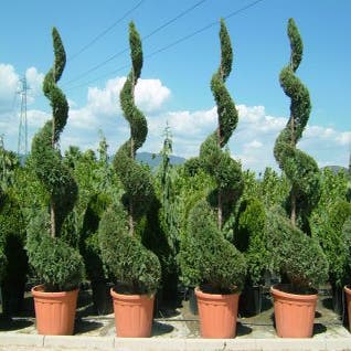 Leylandii als Spirale (Cupressocyparis leylandii)