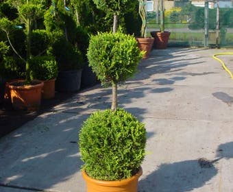 Cupressocyparis, Triobol (Cupressocyparis leylandii 'Castlewellan Gold')