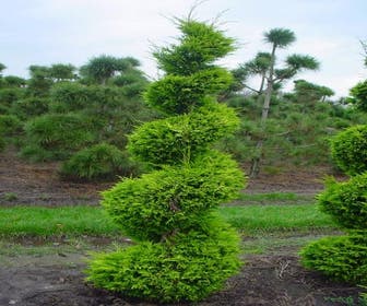 Cupressocyparis als Spirale (Cupressocyparis leylandii 'Gold Rider')