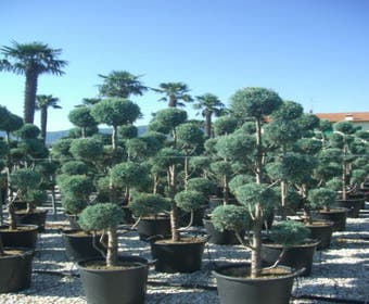 Zypressen-Pompon (Cupressus arizonica 'Glauca')