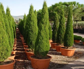 Italienische Zypresse (Cupressus sempervirens 'Green Pillar')