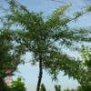 Schmalblättrige Ölweide als Baum (Elaeagnus angustifolia)