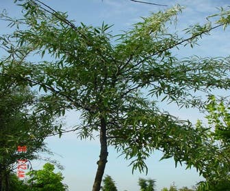 Schmalblättrige Ölweide als Baum (Elaeagnus angustifolia)