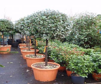 Olivenbaum auf Stamm (Elaeagnus ebbingei)