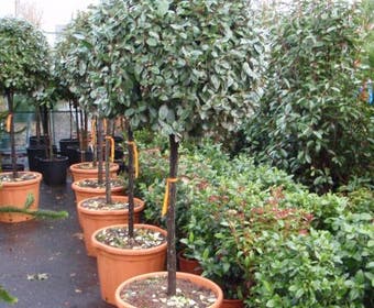 Olivenbaum auf Stamm (Elaeagnus ebbingei)