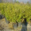 Buntblättrige Ölweide (Elaeagnus ebbingei 'Limelight')