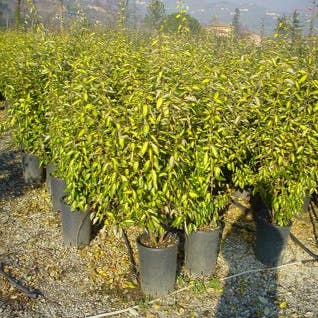 Zilverbladige olijfwilg (Elaeagnus ebbingei 'Limelight')