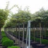 Bunter Ölbaum als Baum (Elaeagnus ebbingei 'Limelight')
