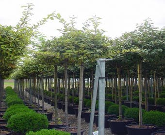Bunter Ölbaum als Baum (Elaeagnus ebbingei 'Limelight')