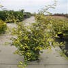 Ölweide (Elaeagnus pungens 'Maculata')
