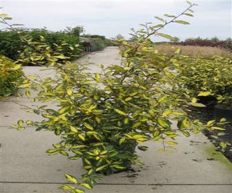 Ölweide (Elaeagnus pungens 'Maculata')