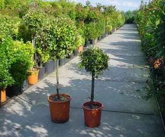 Ölweide auf Stamm (Elaeagnus pungens 'Maculata')