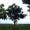 Japanische Mispel als Baum (Eriobotrya japonica)