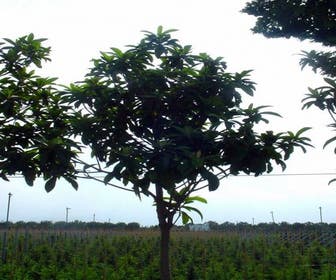 Japanische Mispel als Baum (Eriobotrya japonica)