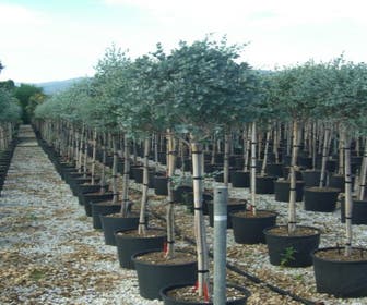 Eukalyptus auf Stamm (Eucalyptus gunnii)