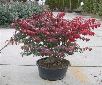 Kardinalhut (Euonymus alatus 'Compactus')