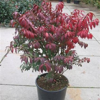 Kardinaalshoed (Euonymus alatus 'Compactus')
