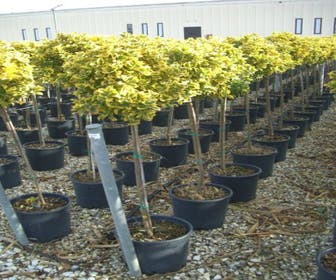 Kardinalhut auf Stamm (Euonymus japonicus 'Aureus')