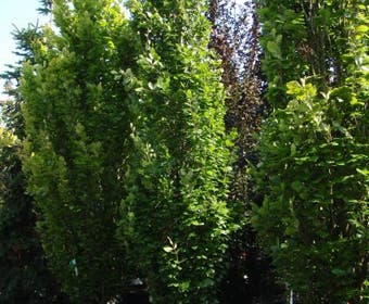Säulenbuche (Fagus sylvatica 'Dawyck')