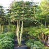 Grüne Buche als Spalierbaum (Fagus sylvatica)