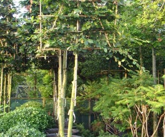 Grüne Buche als Spalierbaum (Fagus sylvatica)