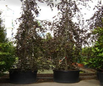 Rote Trauerbuche (Fagus sylvatica 'Purple Fountain')