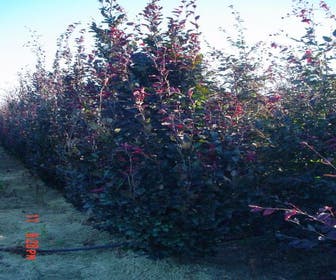 Rote Buchenbaum (Fagus sylvatica 'Purpurea Latifolia')