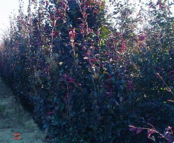 Rote Buchenbaum (Fagus sylvatica 'Purpurea Latifolia')