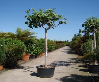 Feigenbaum (Ficus carica)