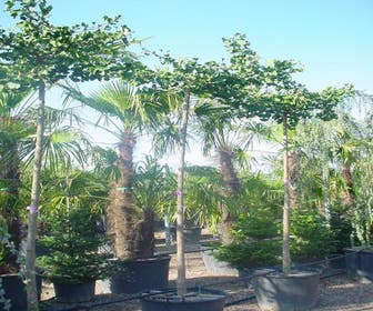 Japanischer Nussbaum (Ginkgo biloba 'Horizontalis')