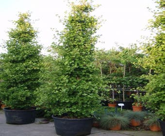 Japanischer Fächerbaum als Säulenbaum (Ginkgo biloba 'Fastigiata Blagon')
