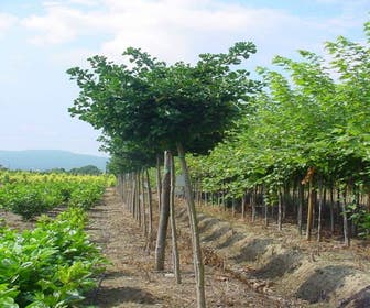Japanischer Nussbaum (Ginkgo biloba 'Mariken')