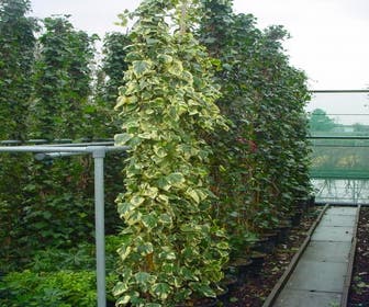 Kaukasischer Efeu (Hedera colchica 'Dentata Variegata')