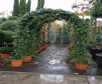 Efeu in Bogenform (Hedera hibernica)