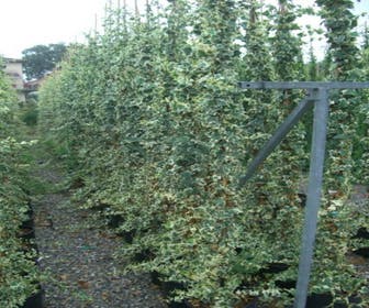 Buntblättrige Efeu (Hedera helix 'Marginata Elegantissima')