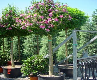 Eibischstrauch als Baum (Hibiscus syriacus 'Woodbridge')