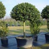 Stechpalme auf Stamm (Ilex aquifolium)