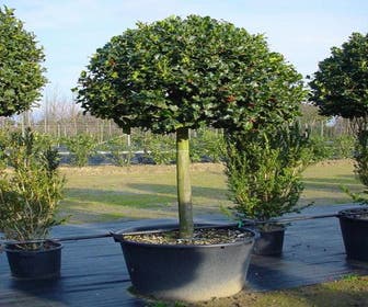 Stechpalme auf Stamm (Ilex aquifolium)