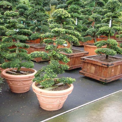 Japanse hulst als bonsai (Ilex crenata)